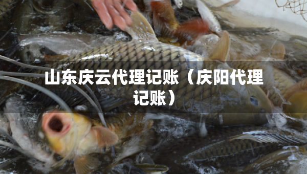 山東慶云代理記賬（慶陽代理記賬）