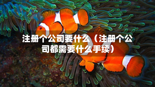 注冊(cè)個(gè)公司要什么（注冊(cè)個(gè)公司都需要什么手續(xù)）