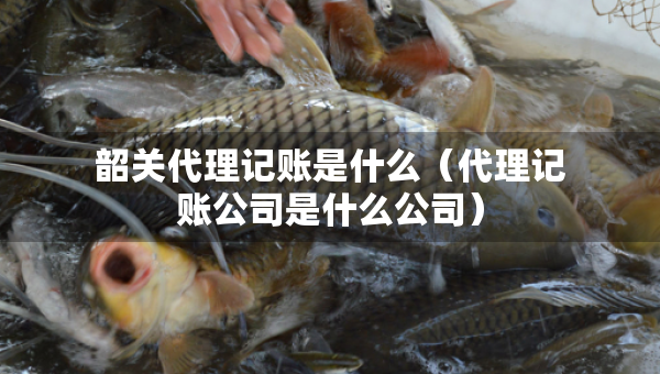 韶關代理記賬是什么（代理記賬公司是什么公司）