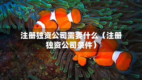 注冊(cè)獨(dú)資公司需要什么（注冊(cè)獨(dú)資公司條件）