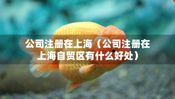 公司注冊在上海（公司注冊在上海自貿(mào)區(qū)有什么好處）