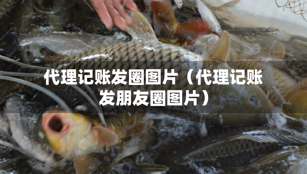 代理記賬發(fā)圈圖片（代理記賬發(fā)朋友圈圖片）