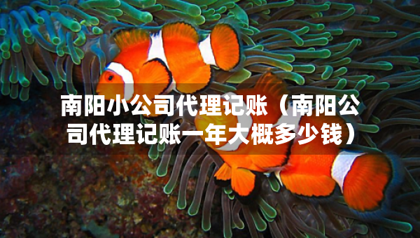 南陽小公司代理記賬（南陽公司代理記賬一年大概多少錢）