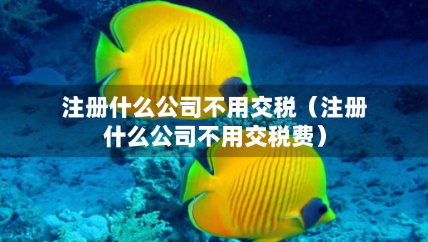 注冊什么公司不用交稅（注冊什么公司不用交稅費）