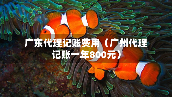 廣東代理記賬費用（廣州代理記賬一年800元）