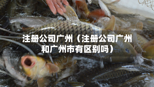 注冊(cè)公司廣州（注冊(cè)公司廣州和廣州市有區(qū)別嗎）