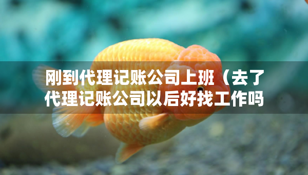 剛到代理記賬公司上班（去了代理記賬公司以后好找工作嗎）