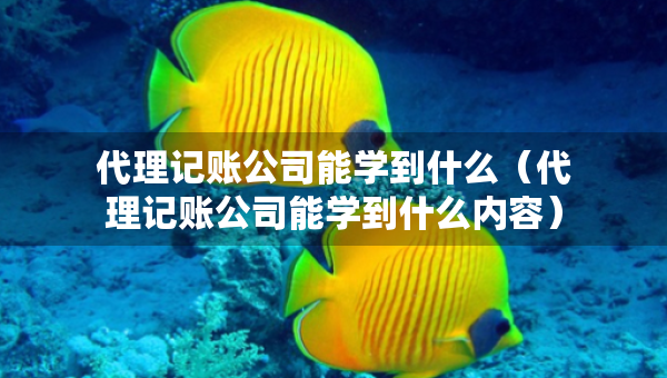代理記賬公司能學(xué)到什么（代理記賬公司能學(xué)到什么內(nèi)容）