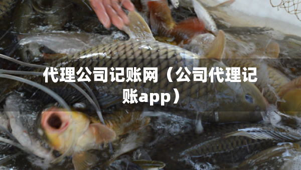 代理公司記賬網（公司代理記賬app）