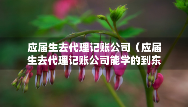 應屆生去代理記賬公司（應屆生去代理記賬公司能學的到東西嗎）