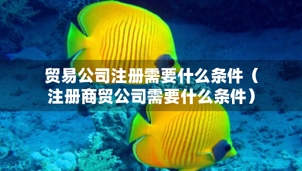 貿(mào)易公司注冊(cè)需要什么條件（注冊(cè)商貿(mào)公司需要什么條件）