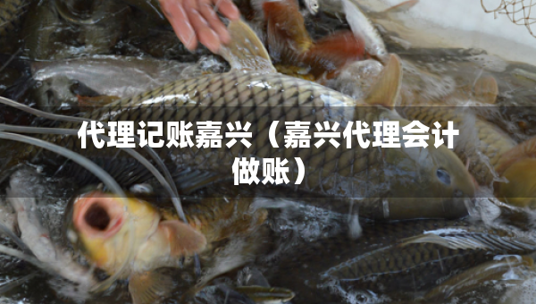 代理記賬嘉興（嘉興代理會計(jì)做賬）