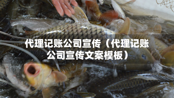 代理記賬公司宣傳（代理記賬公司宣傳文案模板）