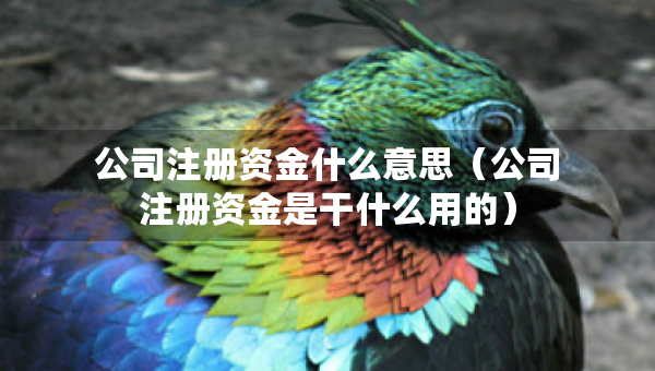 公司注冊資金什么意思（公司注冊資金是干什么用的）