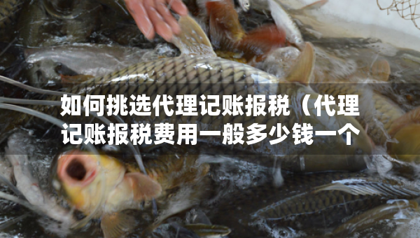 如何挑選代理記賬報稅（代理記賬報稅費用一般多少錢一個月）