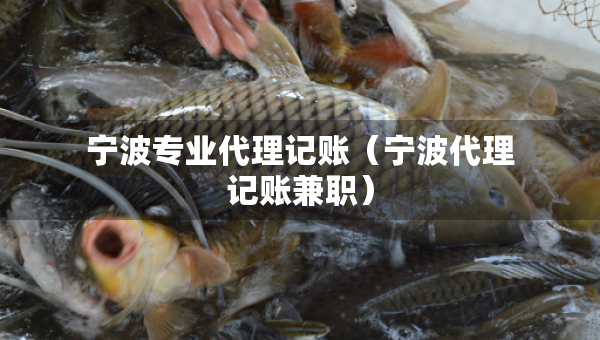寧波專(zhuān)業(yè)代理記賬（寧波代理記賬兼職）