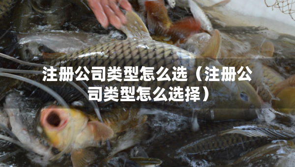 注冊(cè)公司類型怎么選（注冊(cè)公司類型怎么選擇）