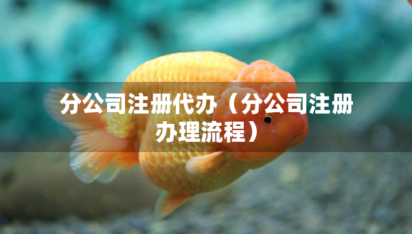 分公司注冊代辦（分公司注冊辦理流程）