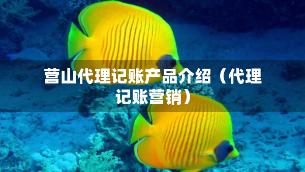 營山代理記賬產(chǎn)品介紹（代理記賬營銷）