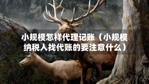 小規(guī)模怎樣代理記賬（小規(guī)模納稅人找代賬的要注意什么）