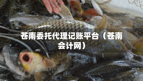 蒼南委托代理記賬平臺（蒼南會計網）