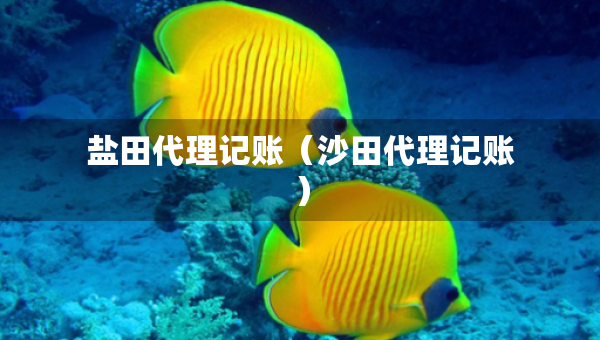 鹽田代理記賬（沙田代理記賬）