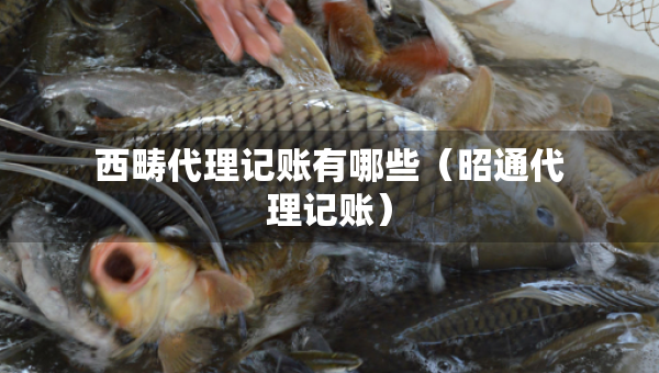 西疇代理記賬有哪些（昭通代理記賬）