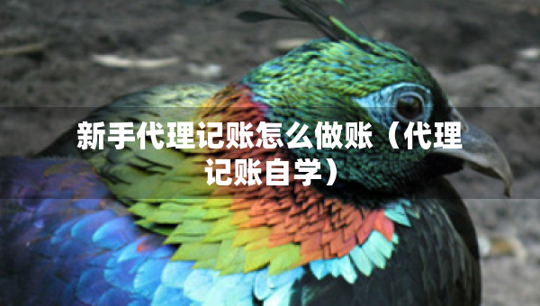 新手代理記賬怎么做賬（代理記賬自學(xué)）