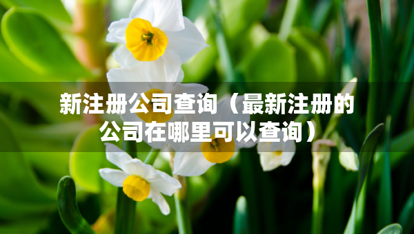新注冊公司查詢（最新注冊的公司在哪里可以查詢）