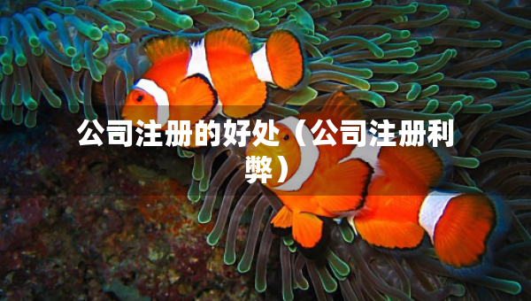 公司注冊(cè)的好處（公司注冊(cè)利弊）