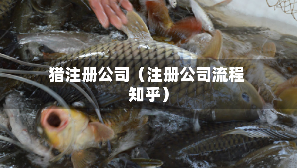 獵注冊(cè)公司（注冊(cè)公司流程 知乎）