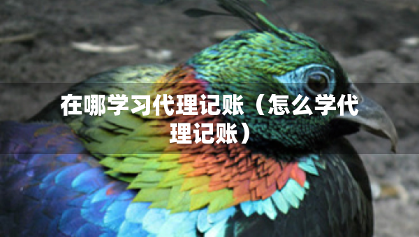 在哪學(xué)習(xí)代理記賬（怎么學(xué)代理記賬）