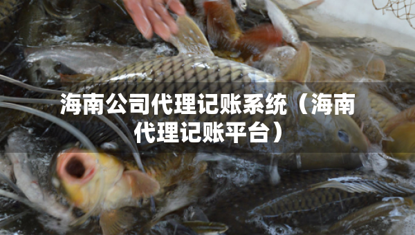 海南公司代理記賬系統(tǒng)（海南代理記賬平臺）