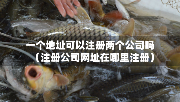 一個地址可以注冊兩個公司嗎（注冊公司網(wǎng)址在哪里注冊）