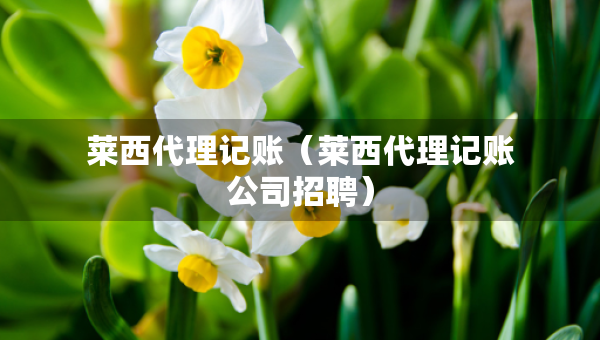 萊西代理記賬（萊西代理記賬公司招聘）
