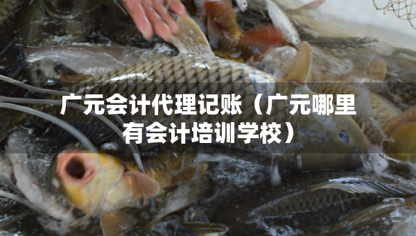 廣元會(huì)計(jì)代理記賬（廣元哪里有會(huì)計(jì)培訓(xùn)學(xué)校）