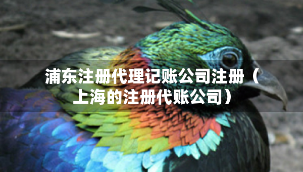 浦東注冊(cè)代理記賬公司注冊(cè)（上海的注冊(cè)代賬公司）