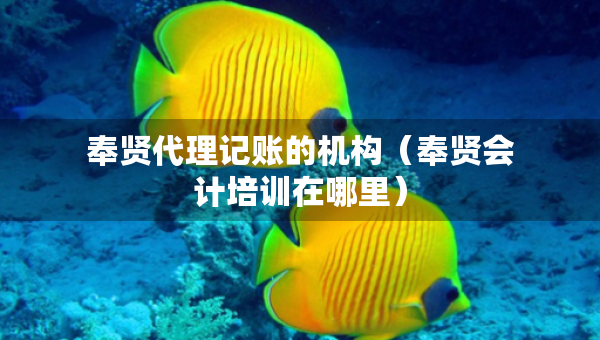 奉賢代理記賬的機(jī)構(gòu)（奉賢會(huì)計(jì)培訓(xùn)在哪里）
