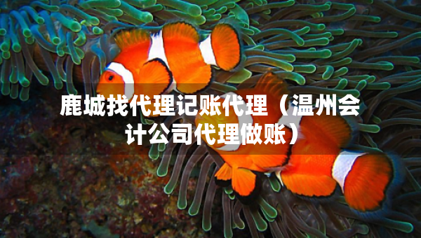 鹿城找代理記賬代理（溫州會(huì)計(jì)公司代理做賬）