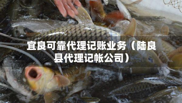 宜良可靠代理記賬業(yè)務(wù)（陸良縣代理記帳公司）