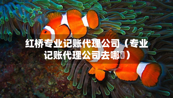 紅橋?qū)I(yè)記賬代理公司（專業(yè)記賬代理公司去哪釿）