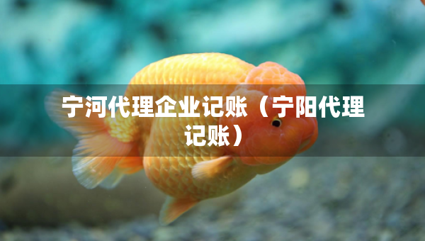 寧河代理企業(yè)記賬（寧陽(yáng)代理記賬）