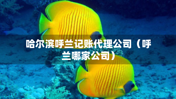 哈爾濱呼蘭記賬代理公司（呼蘭哪家公司）