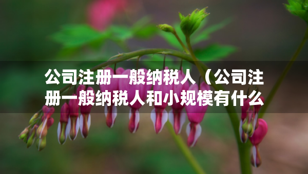 公司注冊一般納稅人（公司注冊一般納稅人和小規(guī)模有什么不一樣）