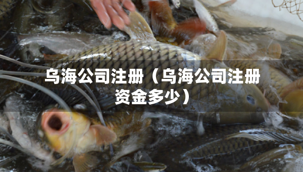 烏海公司注冊（烏海公司注冊資金多少）