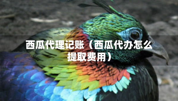 西瓜代理記賬（西瓜代辦怎么提取費(fèi)用）