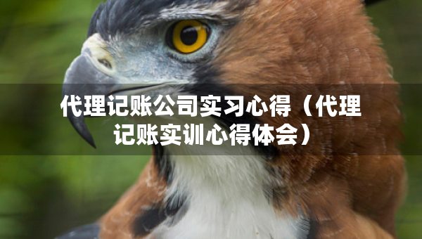 代理記賬公司實習心得（代理記賬實訓心得體會）