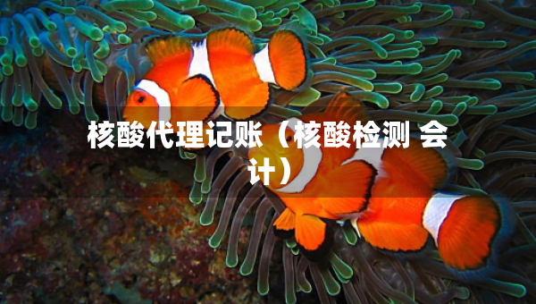 核酸代理記賬（核酸檢測 會計）