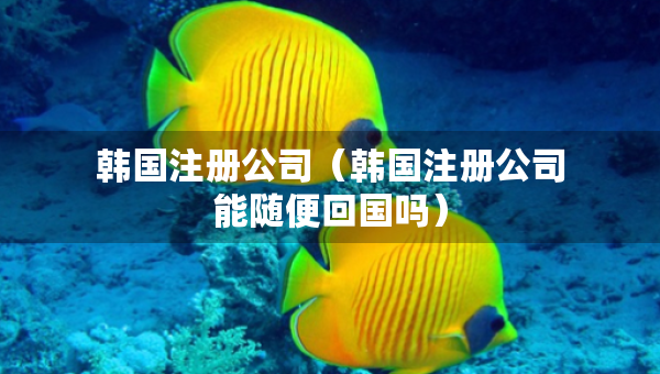 韓國注冊公司（韓國注冊公司能隨便回國嗎）