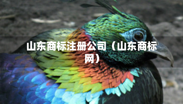 山東商標(biāo)注冊(cè)公司（山東商標(biāo)網(wǎng)）